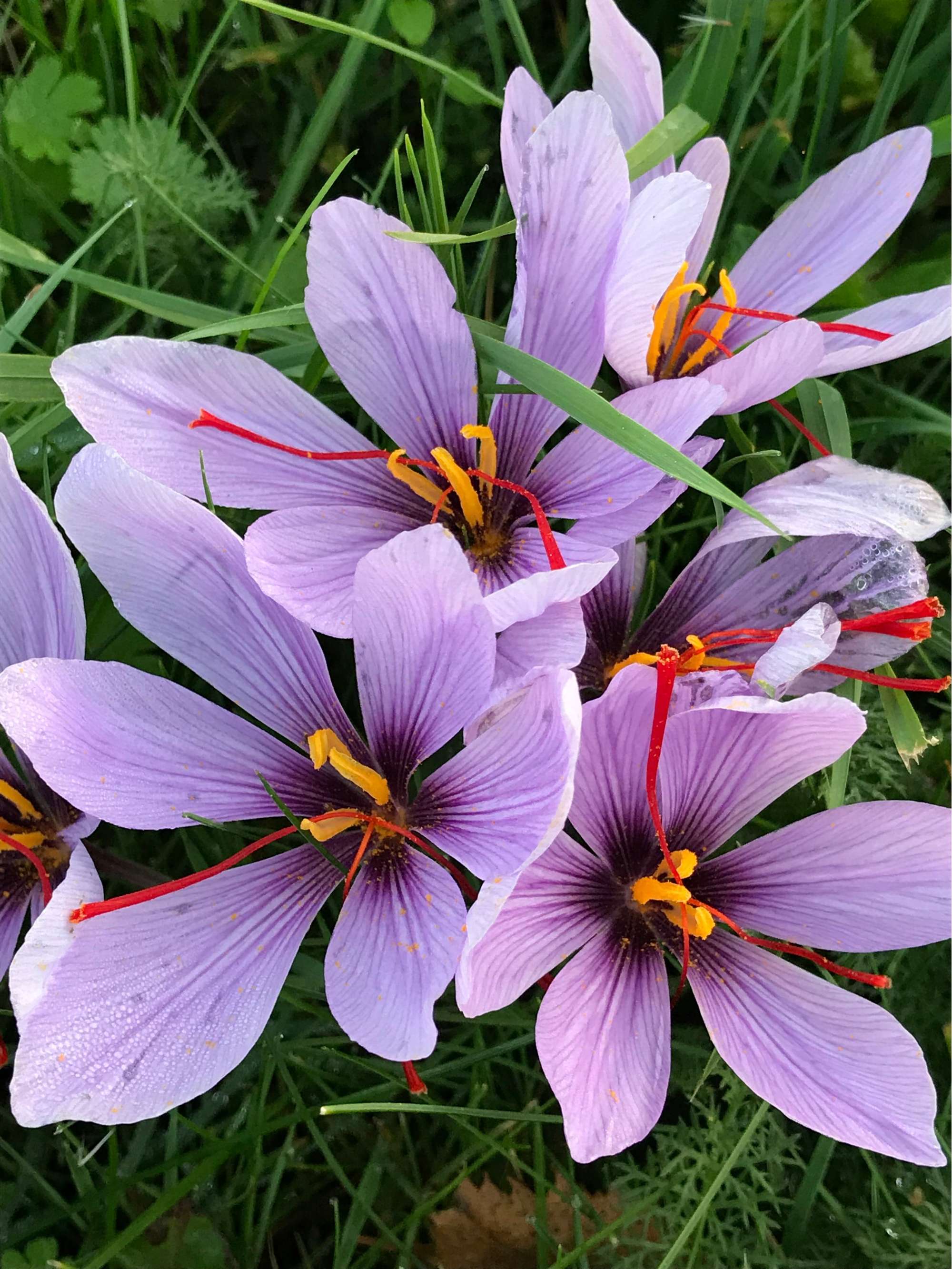 Krokus 'Sativus'